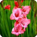 HD Gladiolus Flower Wallpaper APK