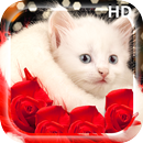 Kittens Live Wallpapers HD APK