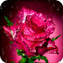 Rose Wallpaper HD APK