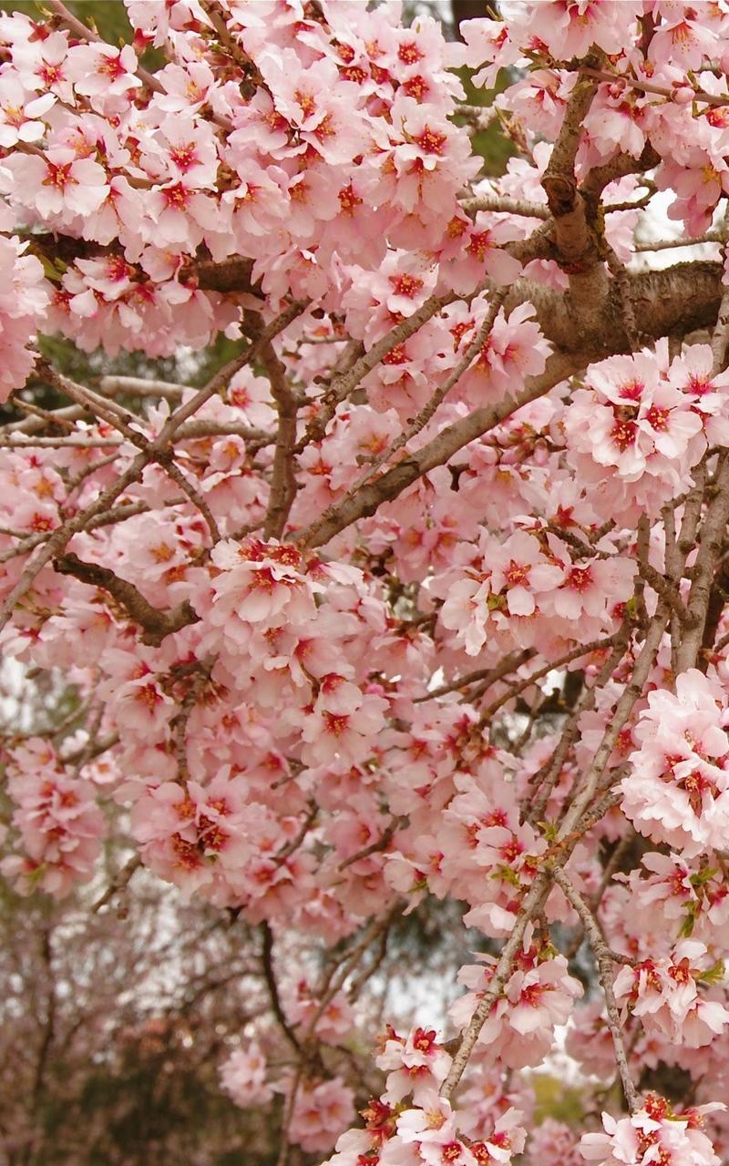 Сакура живая купить. Сакура. Сакура Живая. Сакура вживую. Дерево с густыми розовыми цветами.
