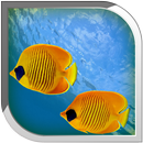 Aquarium Live Wallpaper APK