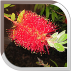 Bottlebrush Live Wallpaper ไอคอน