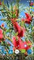 Bottlebrush Live Wallpaper poster