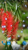 Bottlebrush Live Wallpaper ภาพหน้าจอ 1