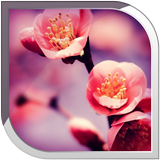 Blossom Live Wallpaper icône