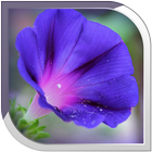 Bluebell Live Wallpaper आइकन