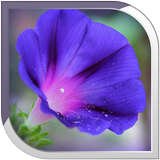 Bluebell Live Wallpaper icon