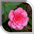 Camellias Live Wallpaper 圖標