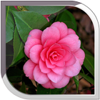 Camellias Live Wallpaper icon