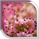 Heather Live Wallpaper APK