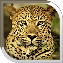 Leopard Live Wallpaper APK