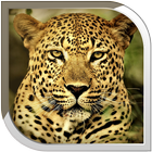 Leopard Live Wallpaper icône
