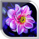 Magic Flowers Live Wallpaper APK