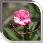 Oleander Live Wallpaper icon