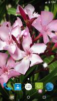 Oleander Live Wallpaper 截图 3