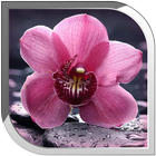Orchid Live Wallpaper simgesi