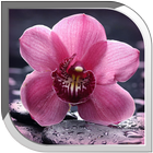 Orchid Live Wallpaper آئیکن