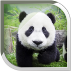 Panda Live Wallpaper أيقونة