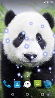 Panda Live Wallpaper الملصق