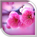 Pink Flowers Live Wallpaper APK