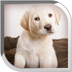 Puppy Live Wallpaper icon