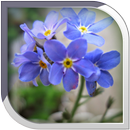 Rosemary Live Wallpaper APK