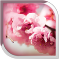 Sakura Live Wallpaper