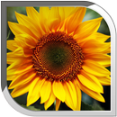 Sunflower Live Wallpaper APK