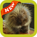 Porcupine Wallpaper APK
