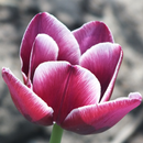 Purple Tulips Wallpaper APK