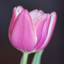 Pink Tulips Wallpaper APK
