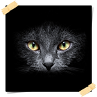 Wildcat HD Wallpaper ikon