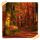 APK Autumn Woods Wallpaper