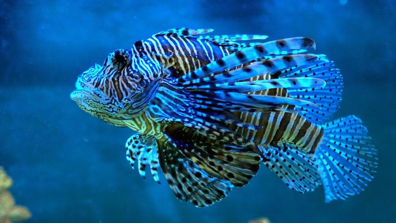 Beautiful Fish Wallpaper APK for Android Download Beautiful Fish Wallpaper APK for Android Download