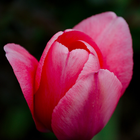Pink Tulip Wallpaper icône