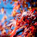 Autumn Leaves Wallpaper