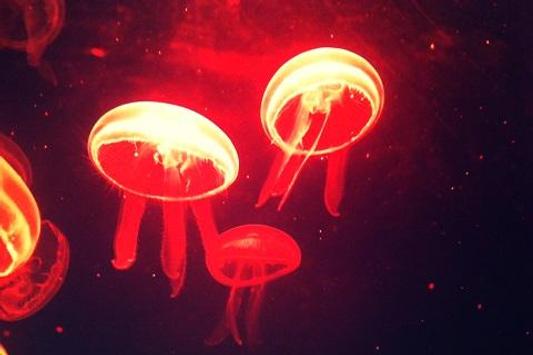 Jellyfish Hd Wallpaper For Android Apk Download