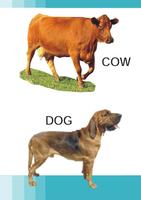 Domestic Animals Pre School الملصق