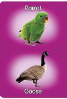 Preschool Board Book Birds Affiche