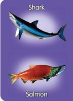Fish & Sea Creatures Preschool Plakat