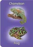 Reptiles&Amphibians pre-school ポスター