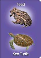 Reptiles&Amphibians pre-school imagem de tela 1