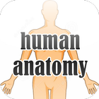 Human Anatomy icône