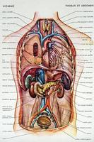 Human Anatomy Affiche