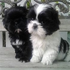 IZABIS | Cute Puppy Pictures 아이콘
