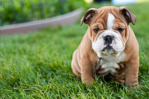 Cute Puppy Pictures الملصق