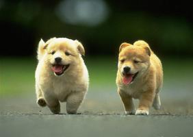 Cute Puppy Pictures تصوير الشاشة 1