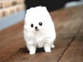 Cute Puppy Pictures تصوير الشاشة 2