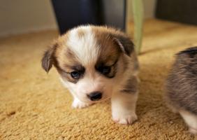 IZABIS | Cute Puppy Pictures 스크린샷 3