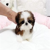 Cutest Small Puppies icon